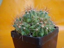 echinocereus barthelowanus.jpg