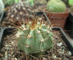 echinocereus subinermis.jpg