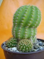 echinopsis chamaecereus.jpg