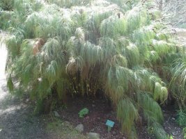 elegia capensis.jpg