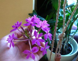 epidendrum c.jpg