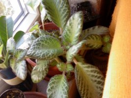 episcia.jpg