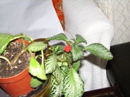 episcia_1.jpg
