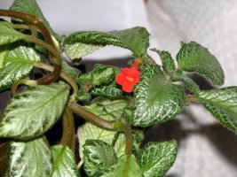 episcia_2.jpg