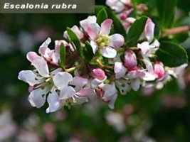 escalonia rubra.jpg