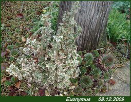 euonymus1.webp.jpg