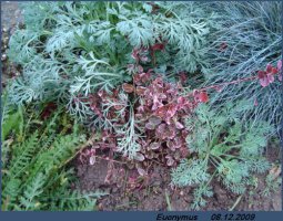 euonymusoddive1.webp.jpg