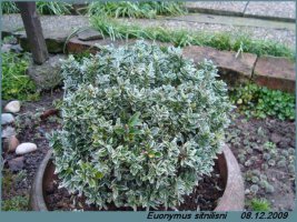 euonymussitnilisni1.webp.jpg