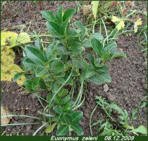 euonymuszeleni1.webp.jpg