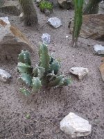 euphorbia1.jpg