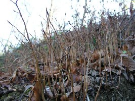 Fagus silvatica-1 godina.jpg