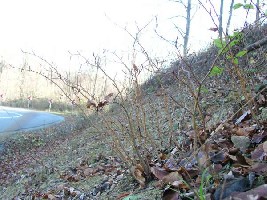 Fagus silvatica-2 godine.jpg