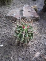 ferocactus.jpg