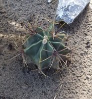ferocactus1.jpg