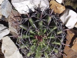 ferocactus3.jpg
