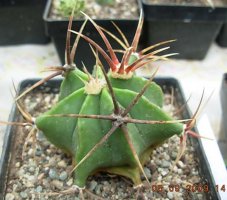 ferocactus.jpg