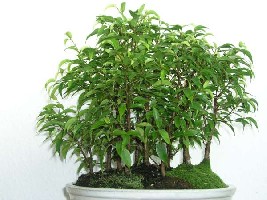 Ficus-600.jpg