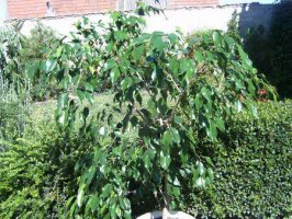 ficus benjamin.jpg