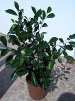 ficus retusa.jpg