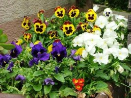 floraart 007.jpg