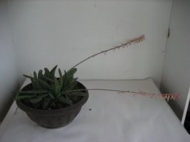 gasteria.jpg