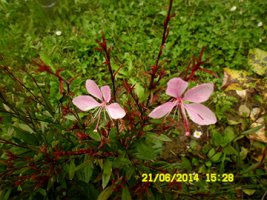 gaura1.jpg