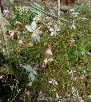 gaura bela6.jpg