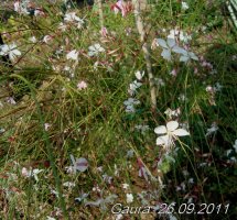 gaura bela7.jpg