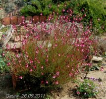 gaura roze4.jpg