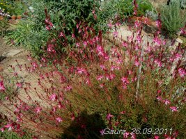gaura roze5.jpg