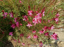 gaura roze7.jpg