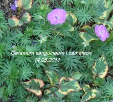 geranium sanguineum3.jpg
