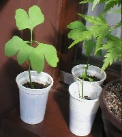 ginko.JPG