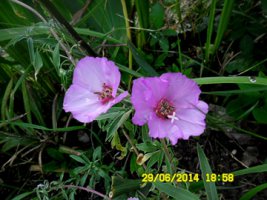 godecia.jpg