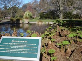 gunnera.jpg