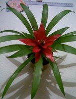 guzmania.jpg