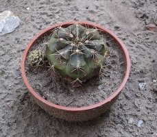 gymnocalicium.jpg