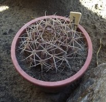 gymnocalycium.jpg