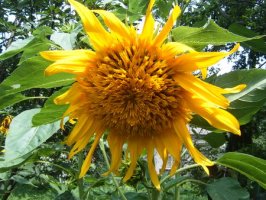 helianthus.jpg
