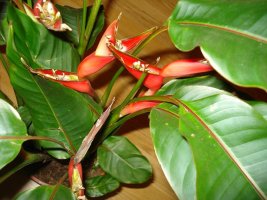 heliconia.jpg