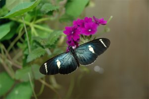 heliconius-sara-01.jpg