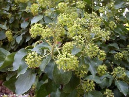 heuraflors.jpg