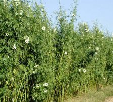hibiscus_cannabinus5.jpg
