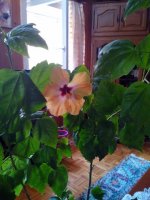 hibiskus2.jpg