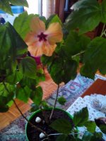 hibiskus3.jpg