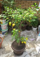 hibiskusdrvo.jpg