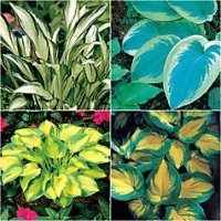 hosta.jpg
