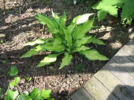 hosta.jpg