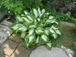 hosta 2.jpg