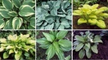 hosta.jpg